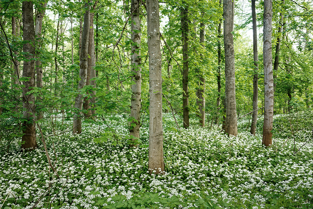 Wald mit Baerlauch