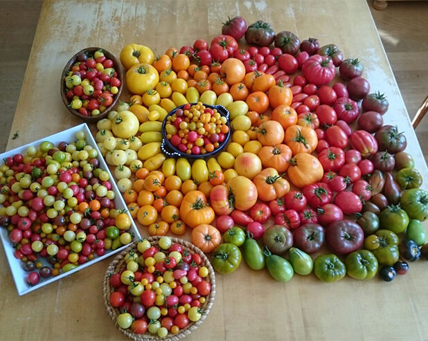 Tomatenvielfalt